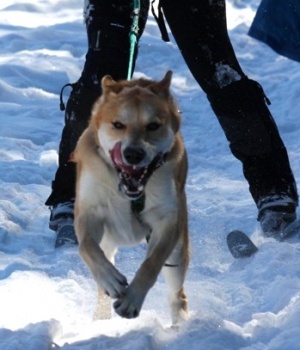 Ukko is an powerful, proven sled dog. 